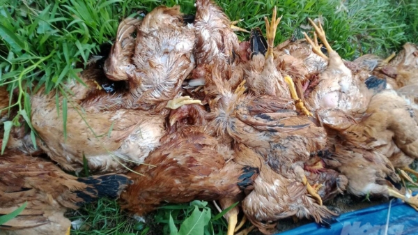 Ngàn con gà chết vì nắng nóng, nông dân mất trắng trăm triệu đồng
