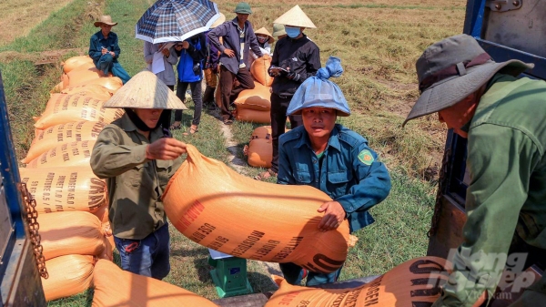 Gần 1,1 nghìn ha lúa của Quảng Trị có liên kết sản xuất