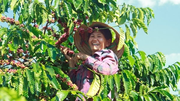 Hợp tác thúc đẩy sản xuất cà phê bền vững tại các tỉnh Tây Nguyên