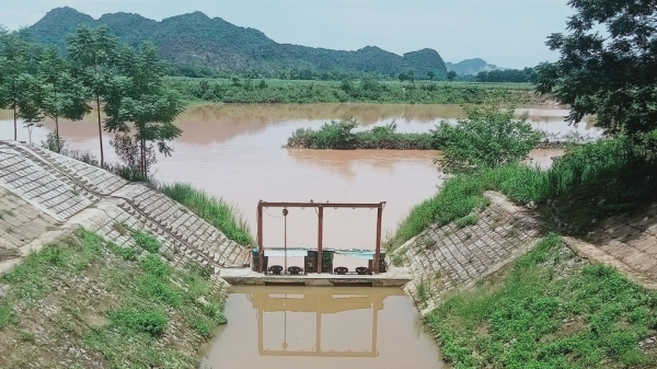 Hàng trăm ha lúa ở Thanh Hóa có nguy cơ 'chết khát'