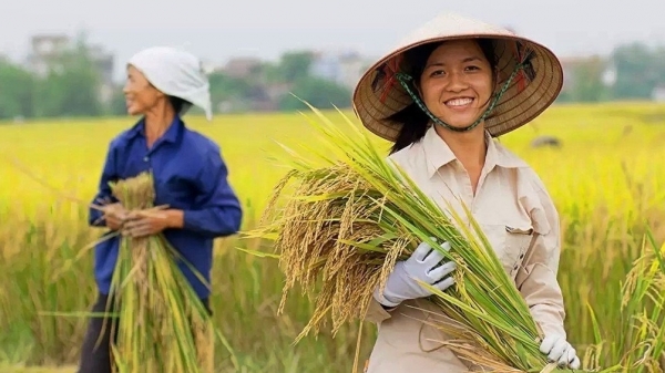 Tránh tình trạng mất kiểm soát giá gạo