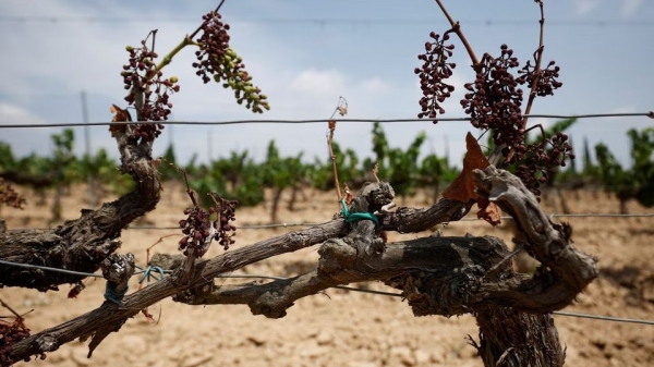 Khô hạn kỷ lục, ngành rượu vang Tây Ban Nha lo thất thu lớn