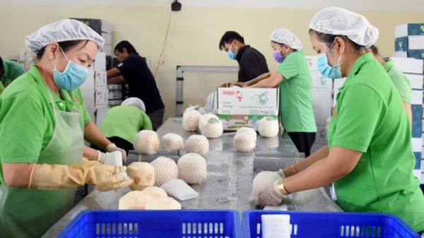 Doanh nghiệp Việt Nam có thể bắt đầu xuất khẩu dừa sang Mỹ 'ngay lập tức'