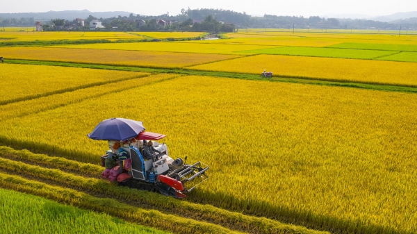 Việt Nam có 13,5 triệu tấn thóc dùng cho xuất khẩu