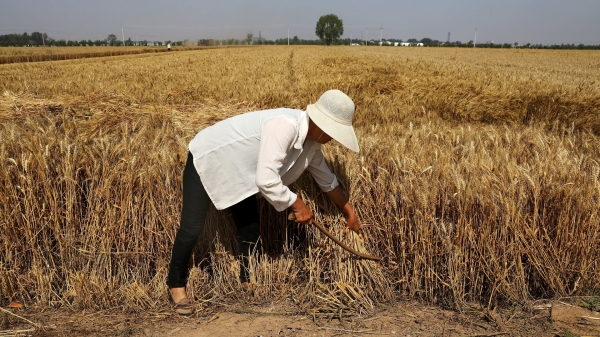 Phòng khả năng không mua nổi lương thực từ bên ngoài, Trung Quốc tăng đất nông nghiệp