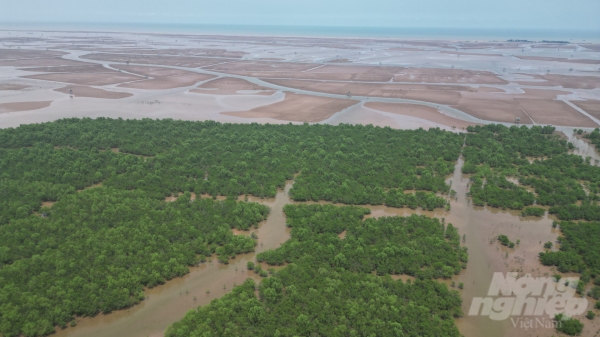 Toàn cảnh Khu bảo tồn đất ngập nước Tiền Hải đang được thu hẹp diện tích
