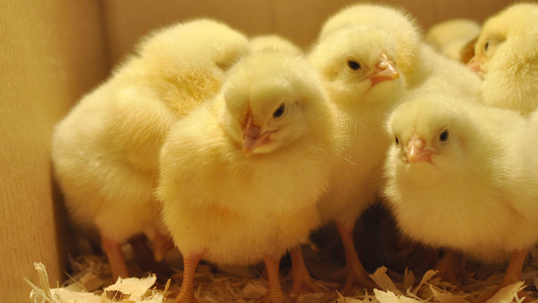 8 tháng, Việt Nam nhập khẩu khoảng 2 triệu con gà giống