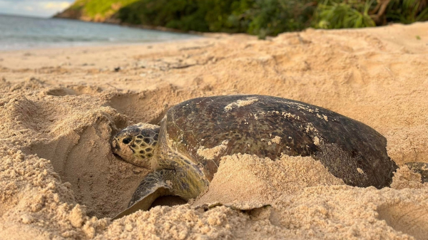 Bảo tồn rùa và thú biển [Bài 2]: Xây ‘nhà’ cho rùa biển
