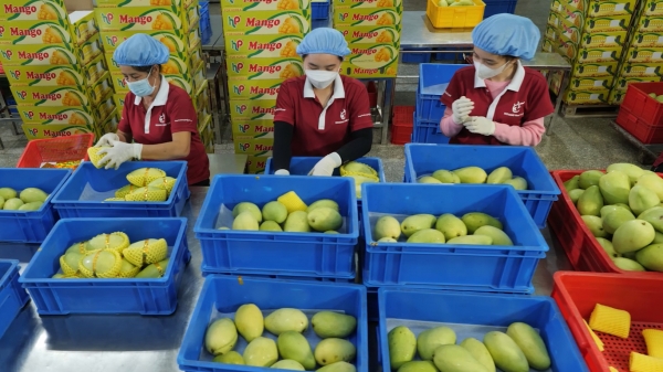 Tiếp tục nâng cao năng lực tuân thủ tiêu chuẩn chất lượng trái cây Việt