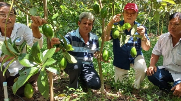 Phân bón công nghệ mới giúp nâng cao hiệu quả vườn cây ăn trái