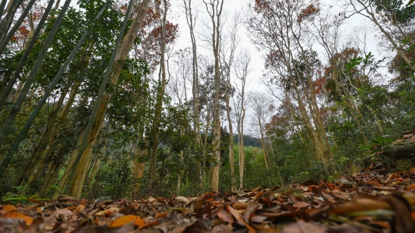 Việt Nam nhận hơn 41 triệu USD đầu tiên từ bán tín chỉ các bon rừng