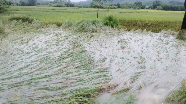 Hơn 30 nghìn ha lúa và hoa màu bị ngập úng do mưa lớn