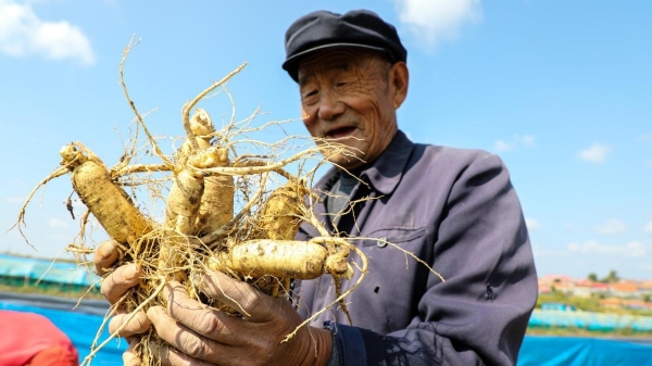 Trung Quốc công nhận nhân sâm là di sản văn hóa nông nghiệp quan trọng