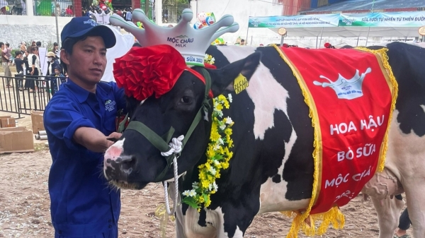 Hoa hậu Bò sữa Mộc Châu 2023 cho gần 13 tấn sữa/chu kỳ