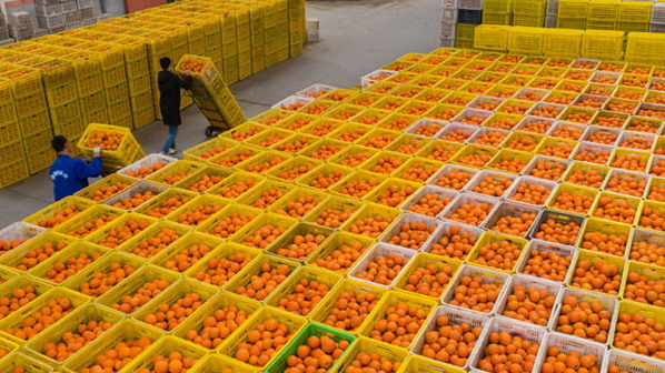 Ngành trồng cam Trung Quốc nhận 'trái ngọt' từ nông nghiệp thông minh