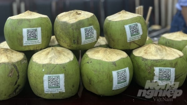 'Đích gần' 1 tỷ đô sắp đưa dừa vào nhóm ngành xuất khẩu mũi nhọn