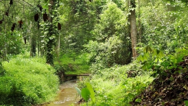 VRG on paths to green growth: Promoting biodiversity in rubber planting areas