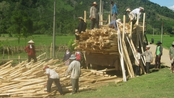 Wood industry rebounds: Prices surge for cultivated timber