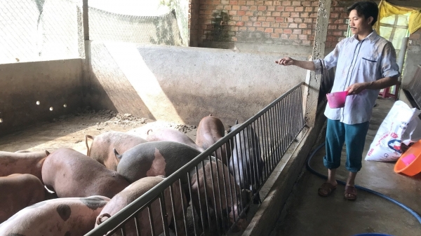 Thoát dịch tả lợn Châu Phi nhờ chăn nuôi an toàn sinh học
