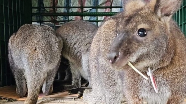 Hoang Lien National Park received 4 kangaroos in Cao Bang