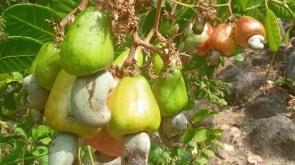 Restoring the reputation of Vietnamese cashew nuts