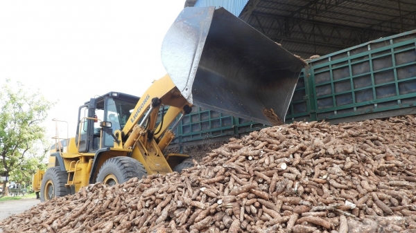 The cassava industry implements SPS: Set export target of US$ 2 billion