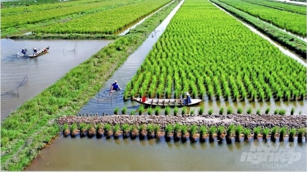 The Government approved of the One Million Hectares High-Quality Rice Project