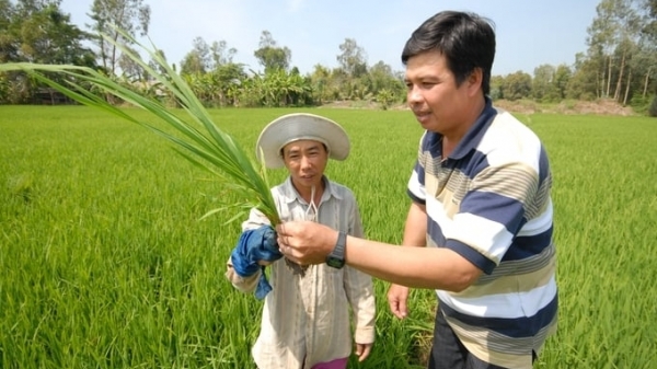 Strategic policies for sustainable growth behind Vietnam's One Million Hectares Initiative