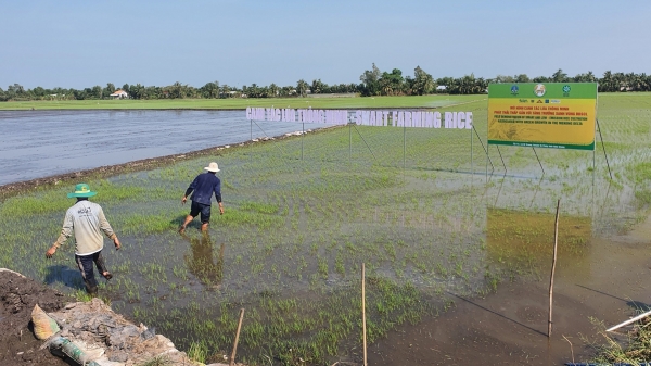 Nền khoa học thế giới mong muốn đi cùng Đề án 1 triệu ha lúa vùng ĐBSCL