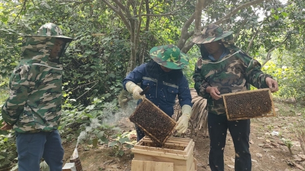 Nuôi ong mật, vừa làm giàu, vừa 'nuôi' hệ sinh thái