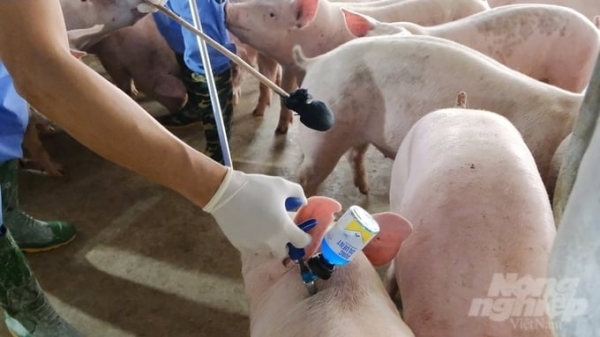 Boosting African Swine Fever vaccination starting early 2024