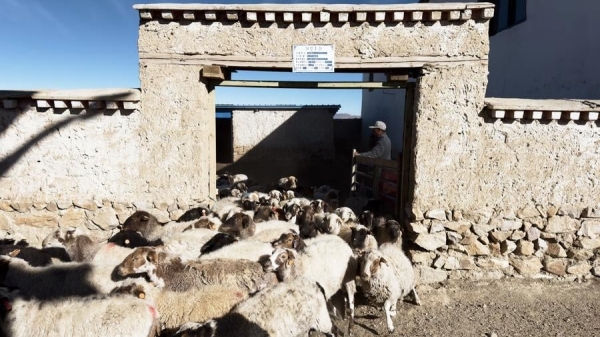 Hợp tác xã chăn nuôi cừu cải thiện đời sống người dân ở Tây Tạng