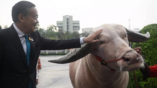 Thủ tướng Thái Lan 'đón tiếp' chú trâu bạch tạng trị giá nửa triệu USD