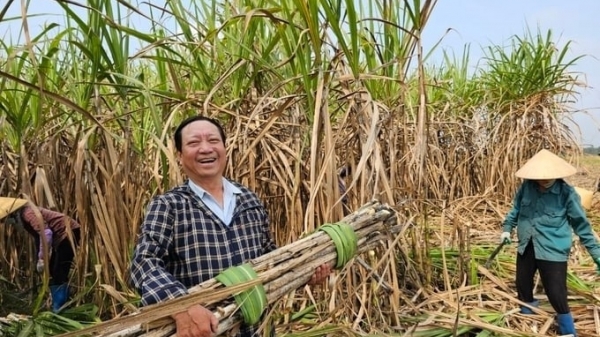 Recover positon for sugarcane: Billionaires in large fields