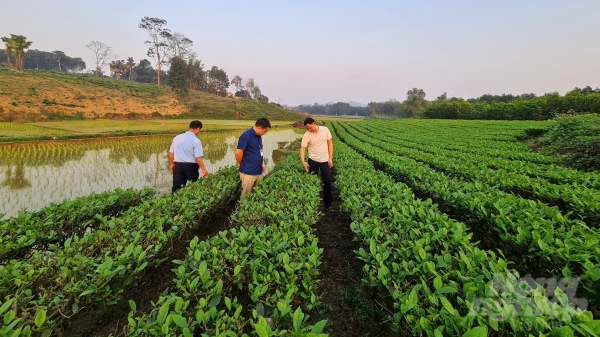Phú Lương trù phú núi đồi: [Bài 4] Nông nghiệp là nền móng nông thôn mới