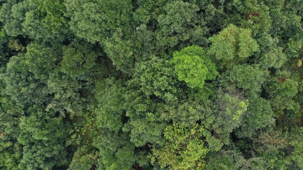 Hiểu sao cho đúng về thị trường tín chỉ carbon rừng