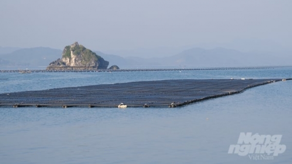 Quang Ninh prohibits speculation on mariculture areas