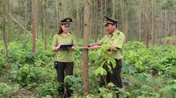 Bac Giang reforestation up 30% over the same period in 2023