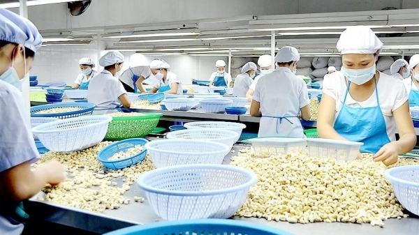 Vietnamese cashew nuts face competitive pressure from Africa