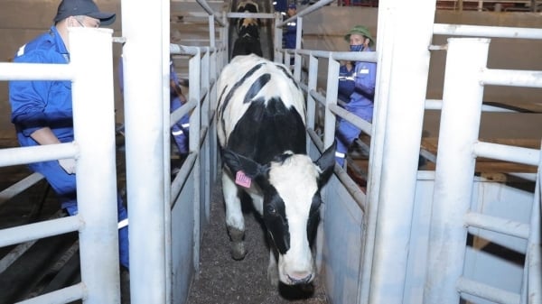 TH Group imports 2,009 high-yielding HF dairy cows from the US to Thanh Hoa farm