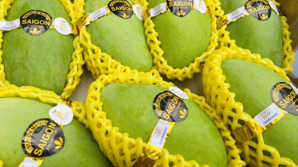 An Giang mangoes to reach international markets