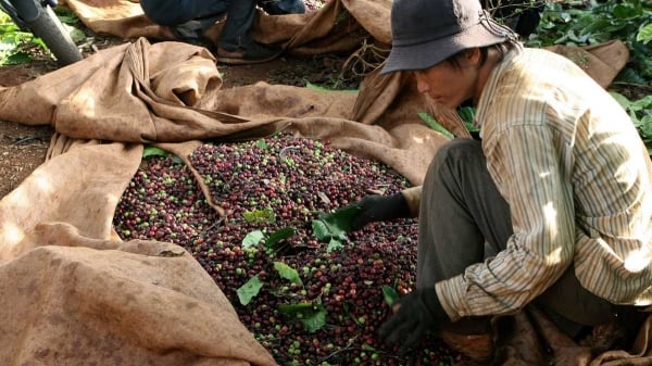 Coffee would be destroyed due to violating Mexico’s regulation on phytosanitary