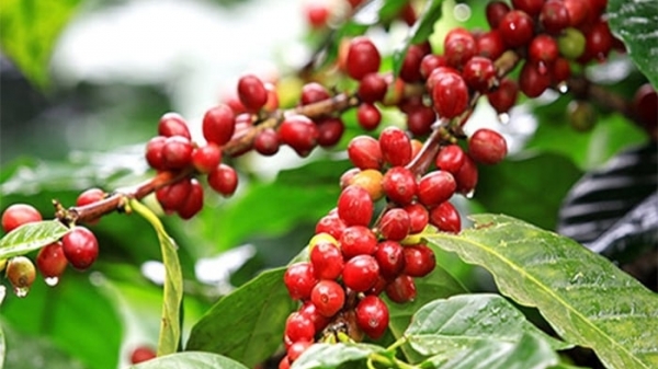 Vietnam's coffee exports in the second quarter will increase