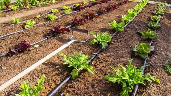 Learning water-saving agriculture from Israel's culture
