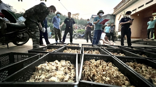 Chủ tịch Lạng Sơn chỉ đạo nóng, Biên phòng Chi Ma bắt giữ 5.000 gà giống