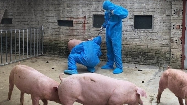 Đàn lợn tiêm vacxin tả lợn Châu Phi sinh kháng thể cao