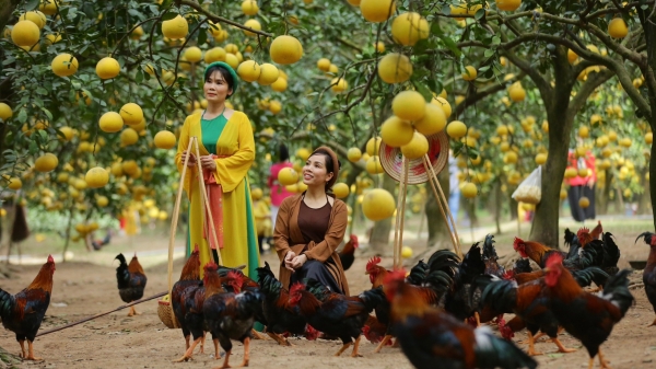 Vườn bưởi Diễn trĩu quả hút hồn du khách ở Hà Nội