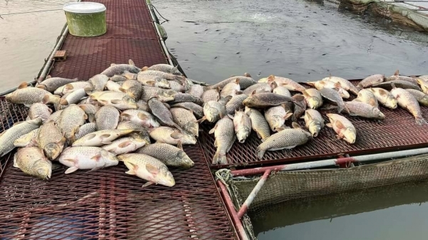 Gần 300 tấn cá lồng chết bất thường trên sông Thái Bình