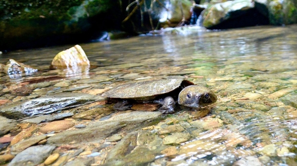 Phát hiện rùa đầu to quý hiếm ở rừng Bắc Trà My