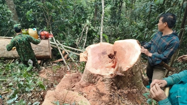 Thanh Hóa: Bắt quả tang 5 đối tượng khai thác gỗ trái phép